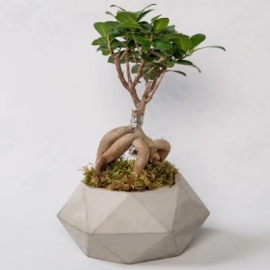 Marmaris Çiçek Beton Saksıda Ficus Ginseng Bonsai