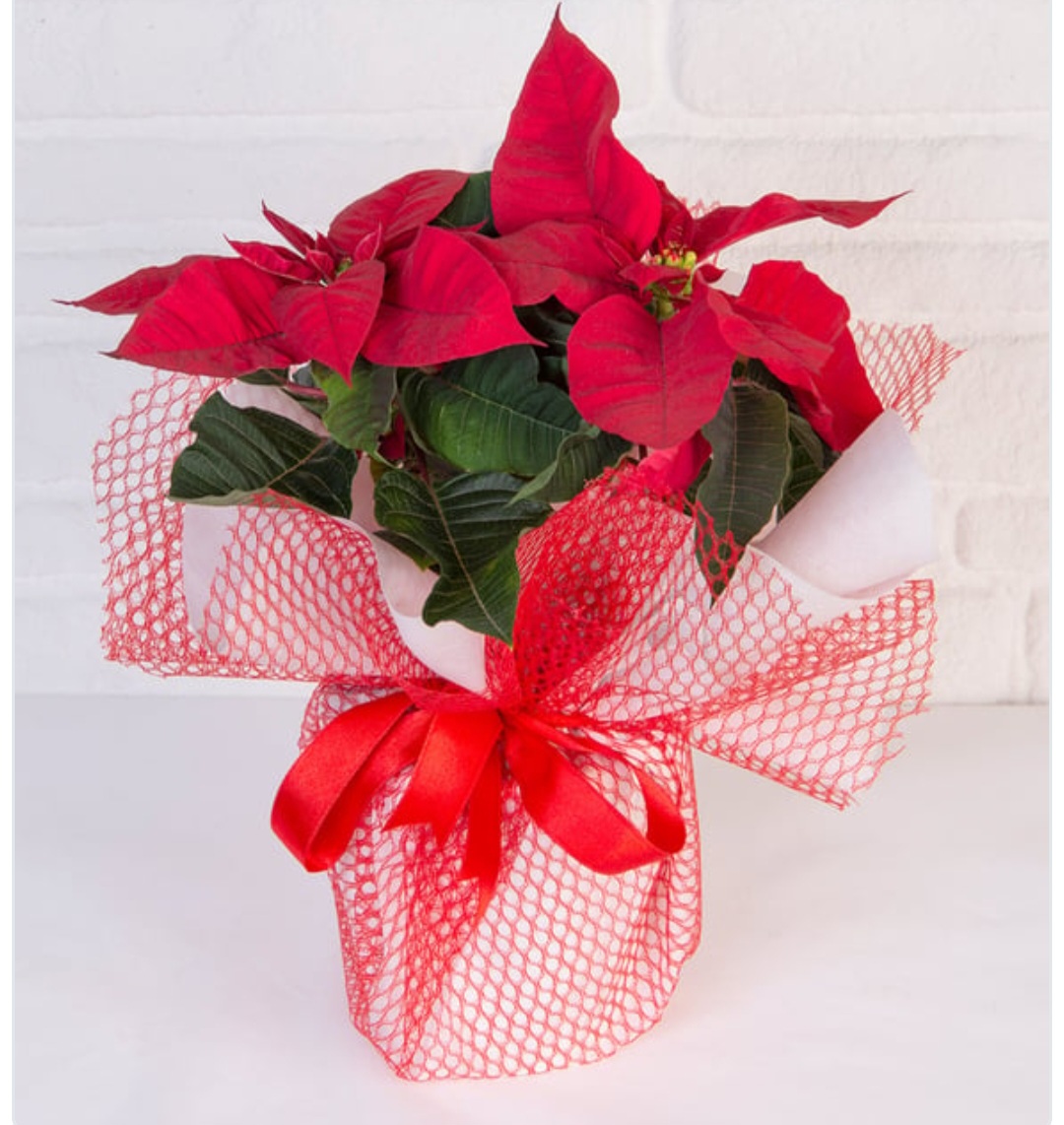  Marmaris Çiçekçiler - Ponsetya Çiçeği